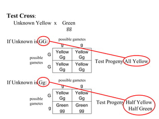 Unknown Yellow Greenx
gg
Yellow
Gg
Yellow
Gg
G
Yellow
Gg
Yellow
Gg
G
gg
possible
gametes
possible gametes
Test Cross:
If Unknown is GG:
Green
gg
Green
gg
g
Yellow
Gg
Yellow
Gg
G
gg
possible
gametes
possible gametes
If Unknown is Gg:
Test Progeny All Yellow
Test Progeny Half Yellow
Half Green
 