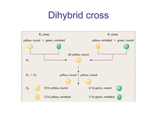 Dihybrid cross
 