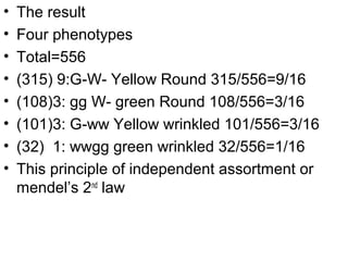 • The result
• Four phenotypes
• Total=556
• (315) 9:G-W- Yellow Round 315/556=9/16
• (108)3: gg W- green Round 108/556=3/16
• (101)3: G-ww Yellow wrinkled 101/556=3/16
• (32) 1: wwgg green wrinkled 32/556=1/16
• This principle of independent assortment or
mendel’s 2nd
law
 