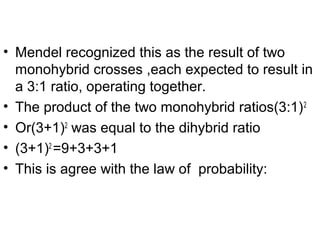 • Mendel recognized this as the result of two
monohybrid crosses ,each expected to result in
a 3:1 ratio, operating together.
• The product of the two monohybrid ratios(3:1)2
• Or(3+1)2
was equal to the dihybrid ratio
• (3+1)2
=9+3+3+1
• This is agree with the law of probability:
 