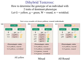 Dihybrid Testcross:
How to determine the genotype of an individual with
2 traits of dominant phenotype
Let G = yellow, g = green, W = round, w = wrinkled.
All yellow
Mixed All Round
 