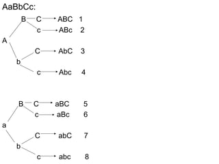 AaBbCc:
B C ABC 1
c ABc 2
A
C AbC 3
b
c Abc 4
B C aBC 5
c aBc 6
a
C abC 7
b
c abc 8
 