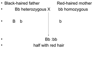 • Black-haired father Red-haired mother
• Bb heterozygous X bb homozygous
• B b b
• Bb :bb
• half with red hair
 