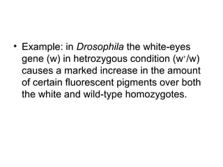 • Example: in Drosophila the white-eyes
gene (w) in hetrozygous condition (w+
/w)
causes a marked increase in the amount
of certain fluorescent pigments over both
the white and wild-type homozygotes.
 