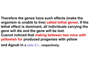 Therefore the genes have such effects (make the
organism is unable to live) called lethal genes. If the
lethal effect is dominant, all individuals carrying the
gene will die and the gene will be lost.
Cuenot noticed that mating between two mice with
yellowish fur produced progenies with yellow
and Agouti in a ratio 2:1 , respectively.
 