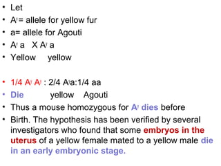 • Let
• Ay
= allele for yellow fur
• a= allele for Agouti
• Ay
a X Ay
a
• Yellow yellow
• 1/4 Ay
Ay
: 2/4 Ay
a:1/4 aa
• Die yellow Agouti
• Thus a mouse homozygous for Ay
dies before
• Birth. The hypothesis has been verified by several
investigators who found that some embryos in the
uterus of a yellow female mated to a yellow male die
in an early embryonic stage.
 