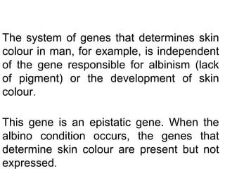 The system of genes that determines skin
colour in man, for example, is independent
of the gene responsible for albinism (lack
of pigment) or the development of skin
colour.
This gene is an epistatic gene. When the
albino condition occurs, the genes that
determine skin colour are present but not
expressed.
 