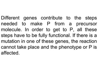 Different genes contribute to the steps
needed to make P from a precursor
molecule. In order to get to P, all these
steps have to be fully functional. If there is a
mutation in one of these genes, the reaction
cannot take place and the phenotype or P is
affected.
 
