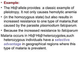 • Example:
• The Hbβs
allele provides a classic example of
pleiotropy. It not only causes hemolytic anemia
• (in the homozygous state) but also results in
increased resistance to one type of malaria,that
caused by the parasite plasmodium falciparum.
• Because the increased resistance to falciparum
Malaria occurs in HbβA
Hbβs
heterozygotes,such
heterozygous individuals have a selective
advantage in geographical regions where this
type of malaria is prevalent.
 