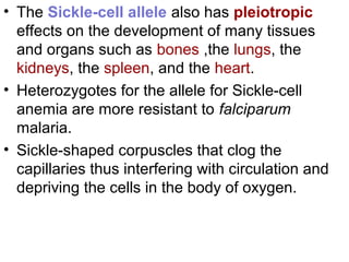 • The Sickle-cell allele also has pleiotropic
effects on the development of many tissues
and organs such as bones ,the lungs, the
kidneys, the spleen, and the heart.
• Heterozygotes for the allele for Sickle-cell
anemia are more resistant to falciparum
malaria.
• Sickle-shaped corpuscles that clog the
capillaries thus interfering with circulation and
depriving the cells in the body of oxygen.
 