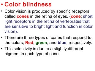 • Color blindness
• Color vision is produced by specific receptors
called cones in the retina of eyes. (cone: short
light receptors in the retina of vertebrates that
are sensitive to bright light and function in color
vision).
• There are three types of cones that respond to
the colors; Red, green, and blue, respectively.
• This selectivity is due to a slightly different
pigment in each type of cone.
 