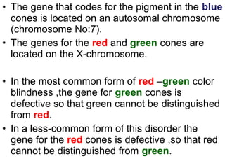 • The gene that codes for the pigment in the blue
cones is located on an autosomal chromosome
(chromosome No:7).
• The genes for the red and green cones are
located on the X-chromosome.
• In the most common form of red –green color
blindness ,the gene for green cones is
defective so that green cannot be distinguished
from red.
• In a less-common form of this disorder the
gene for the red cones is defective ,so that red
cannot be distinguished from green.
 