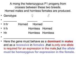 A mong the heterozygous F1 progeny,from
crosses between these two breeds.
Horned males and hornless females are produced.
• Genotype ♀ ♂
• ________ ______ ______
• h+
h+
Horned Horned
• h+
h Hornless Horned
• hh Hornless Hornless
• _______________________________
• Here the gene must behave as a dominant in males
and as a recessive in females ,that is,only one allele
is required for an expression in the male,but the allele
must be homozygous for expression in the female.
 