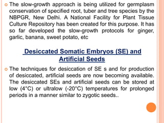  The slow-growth approach is being utilized for germplasm
conservation of specified root, tuber and tree species by the
NBPGR, New Delhi. A National Facility for Plant Tissue
Culture Repository has been created for this purpose. It has
so far developed the slow-growth protocols for ginger,
garlic, banana, sweet potato, etc
 The techniques for desiccation of SE s and for production
of desiccated, artificial seeds are now becoming available.
The desiccated SEs and artificial seeds can be stored at
low (4°C) or ultralow (-20°C) temperatures for prolonged
periods in a manner similar to zygotic seeds..
Desiccated Somatic Embryos (SE) and
Artificial Seeds
 