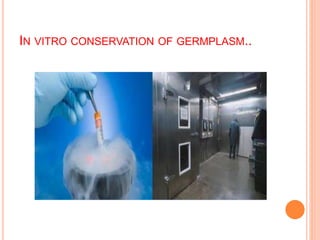 IN VITRO CONSERVATION OF GERMPLASM..
 