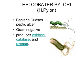 HELCOBATER PYLORI
(H.Pylori)
• Bacteria Cuases
peptic ulcer
• Gram negative
• produces oxidase,
catalase, and
urease.
 