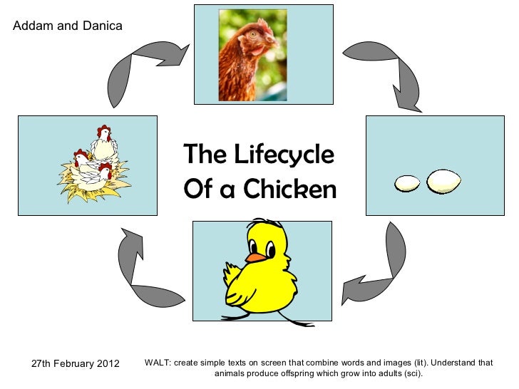 The Lifecycle Of A Chicken By 1G