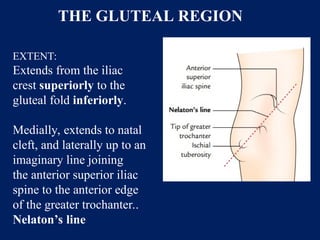 Comprehensive Anatomy of the Gluteal Region: Muscles, Nerves, and ...