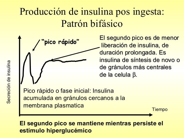 Insulina, Glucagon y Tranportadores de glucosa: Glut SGlut Insulina, Glucagon y Tranportadores de glucosa: Glut SGlut