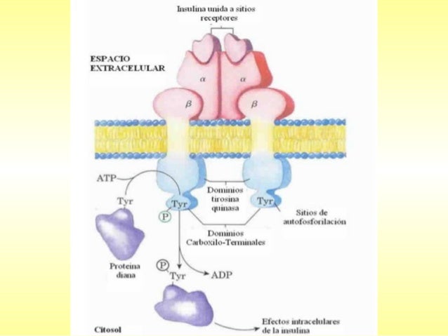 Insulina, Glucagon y Tranportadores de glucosa: Glut SGlut Insulina, Glucagon y Tranportadores de glucosa: Glut SGlut