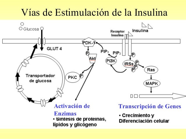 Insulina, Glucagon y Tranportadores de glucosa: Glut SGlut Insulina, Glucagon y Tranportadores de glucosa: Glut SGlut