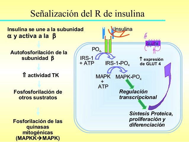 Insulina, Glucagon y Tranportadores de glucosa: Glut SGlut Insulina, Glucagon y Tranportadores de glucosa: Glut SGlut