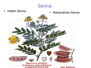 Senna
• Indian Senna • Alexandrian Senna
 