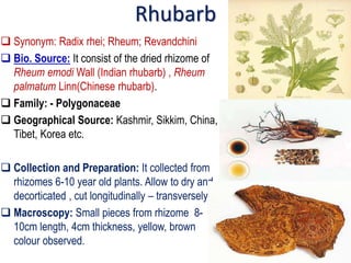 Rhubarb
 Synonym: Radix rhei; Rheum; Revandchini
 Bio. Source: It consist of the dried rhizome of
Rheum emodi Wall (Indian rhubarb) , Rheum
palmatum Linn(Chinese rhubarb).
 Family: - Polygonaceae
 Geographical Source: Kashmir, Sikkim, China,
Tibet, Korea etc.
 Collection and Preparation: It collected from
rhizomes 6-10 year old plants. Allow to dry and
decorticated , cut longitudinally – transversely.
 Macroscopy: Small pieces from rhizome 8-
10cm length, 4cm thickness, yellow, brown
colour observed.
 