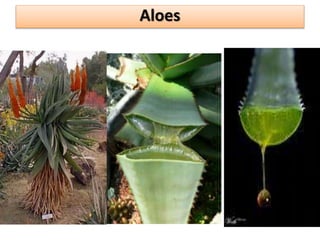 Aloes
 