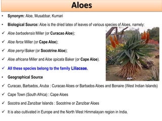1. Aloes:
• Synonym: Aloe, Musabbar, Kumari
• Biological Source: Aloe is the dried latex of leaves of various species of Aloes, namely:
 Aloe barbadensis Miller (or Curacao Aloe);
 Aloe ferox Miller (or Cape Aloe);
 Aloe perryi Baker (or Socotrine Aloe);
 Aloe africana Miller and Aloe spicata Baker (or Cape Aloe).
 All these species belong to the family Liliaceae.
• Geographical Source
 Curacao, Barbados, Aruba : Curacao Aloes or Barbados Aloes and Bonaire (West Indian Islands)
 Cape Town (South Africa) : Cape Aloes
 Socotra and Zanzibar Islands : Socotrine or Zanzibar Aloes
 It is also cultivated in Europe and the North West Himmalayan region in India.
Aloes
 