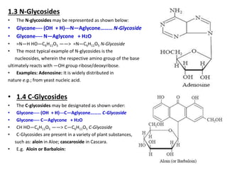 1.3 N-Glycosides
• The N-glycosides may be represented as shown below:
• Glycone---- (OH + H)---N—Aglycone……… N-Glycoside
• Glycone---- N—Aglycone + H2O
• =N—H HO—C6H11O5 ——> =N—C6H11O5 N-Glycoside
• The most typical example of N-glycosides is the
nucleosides, wherein the respective amino group of the base
ultimately reacts with —OH group ribose/deoxyribose.
• Examples: Adenosine: It is widely distributed in
nature e.g.; from yeast nucleic acid.
• 1.4 C-Glycosides
• The C-glycosides may be designated as shown under:
• Glycone---- (OH + H)---C—Aglycone……… C-Glycoside
• Glycone---- C—Aglycone + H2O
• CH HO—C6H11O5 ——> C—C6H11O5 C-Glycoside
• C-Glycosides are present in a variety of plant substances,
such as: aloin in Aloe; cascaroside in Cascara.
• E.g. Aloin or Barbaloin:
 