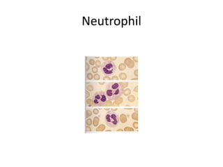 Neutrophil
 