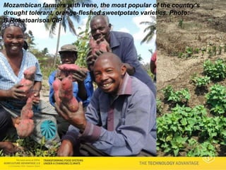 Technology Advantage Breeding new varieties - Graham Thiele CGIAR Research Program on Roots, Tubers and Bananas