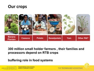 Technology Advantage Breeding new varieties - Graham Thiele CGIAR Research Program on Roots, Tubers and Bananas