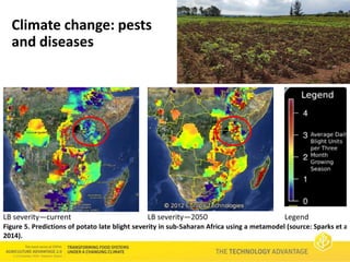 Technology Advantage Breeding new varieties - Graham Thiele CGIAR Research Program on Roots, Tubers and Bananas