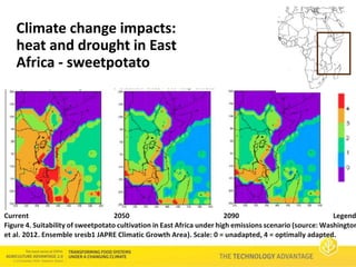 Technology Advantage Breeding new varieties - Graham Thiele CGIAR Research Program on Roots, Tubers and Bananas