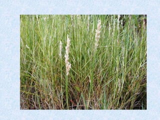 1 grassed water ways | PPT