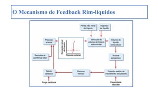 O Mecanismo de Feedback Rim-líquidos
 