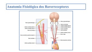 Anatomia Fisiológica dos Barorreceptores
 