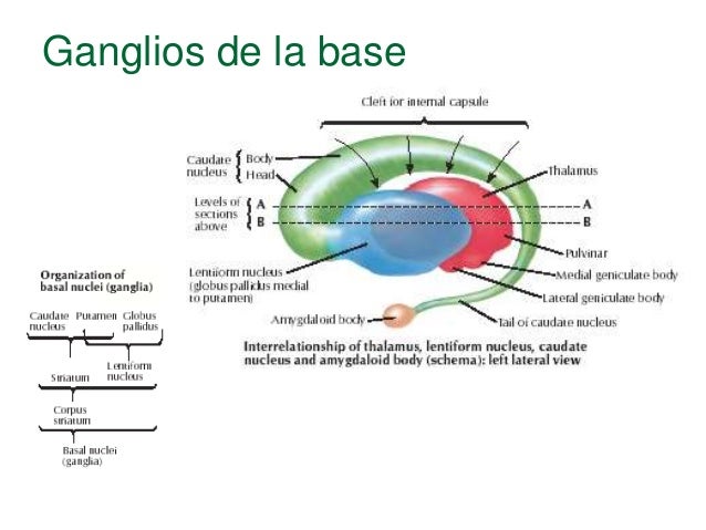Anatomia y fisiologia de los ganglios de la base (basico)