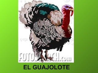 EL GUAJOLOTE 