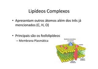Lipídeos Complexos
• Apresentam outros átomos além dos três já
  mencionados (C, H, O)

• Principais são os fosfolipídeos
  – Membrana Plasmática
 