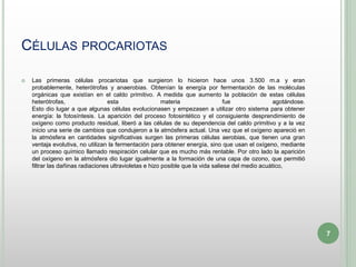 CÉLULAS PROCARIOTAS
 Las primeras células procariotas que surgieron lo hicieron hace unos 3.500 m.a y eran
probablemente, heterótrofas y anaerobias. Obtenían la energía por fermentación de las moléculas
orgánicas que existían en el caldo primitivo. A medida que aumento la población de estas células
heterótrofas, esta materia fue agotándose.
Esto dio lugar a que algunas células evolucionasen y empezasen a utilizar otro sistema para obtener
energía: la fotosíntesis. La aparición del proceso fotosintético y el consiguiente desprendimiento de
oxígeno como producto residual, liberó a las células de su dependencia del caldo primitivo y a la vez
inicio una serie de cambios que condujeron a la atmósfera actual. Una vez que el oxígeno apareció en
la atmósfera en cantidades significativas surgen las primeras células aerobias, que tienen una gran
ventaja evolutiva, no utilizan la fermentación para obtener energía, sino que usan el oxígeno, mediante
un proceso químico llamado respiración celular que es mucho más rentable. Por otro lado la aparición
del oxígeno en la atmósfera dio lugar igualmente a la formación de una capa de ozono, que permitió
filtrar las dañinas radiaciones ultravioletas e hizo posible que la vida saliese del medio acuático,
7
 