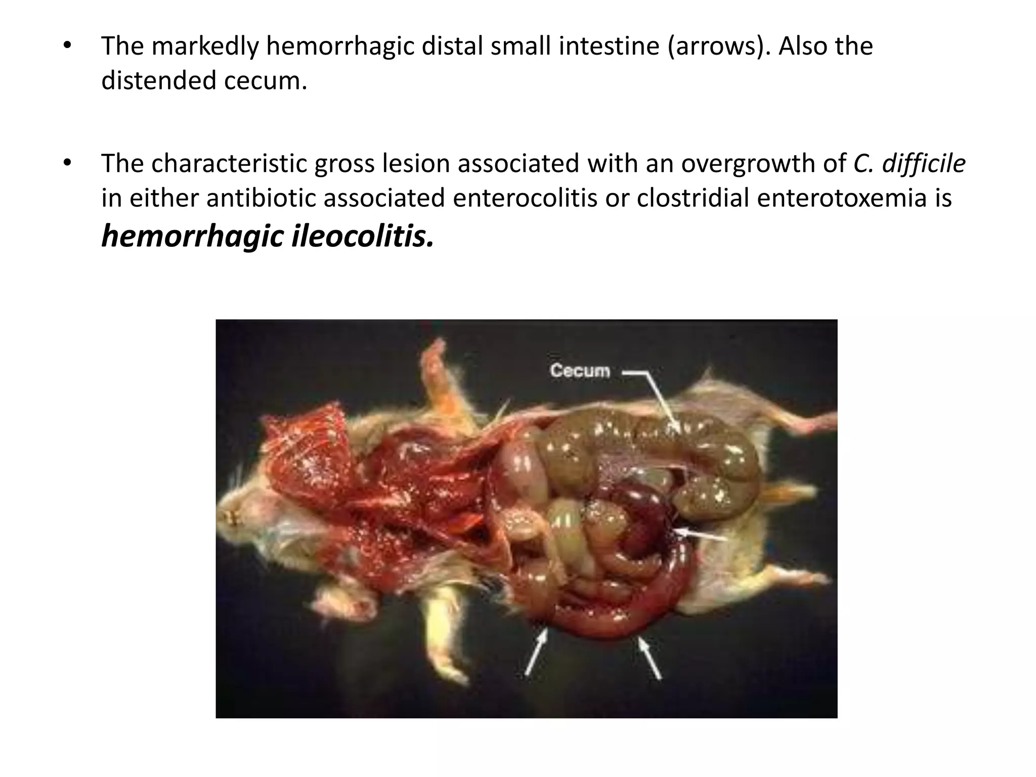 Image showcasing Hamster - Bacterial, Viral, Mycotic, Parasitic and Non infectious ...