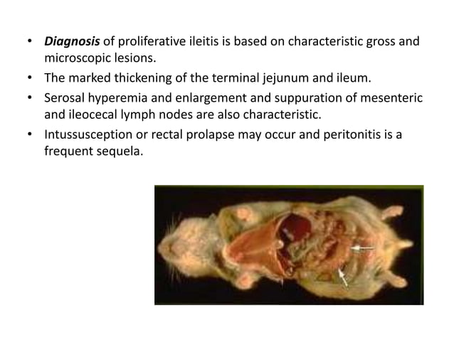 Hamster - Bacterial, Viral, Mycotic, Parasitic and Non infectious ...