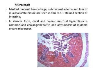 Hamster Bacterial Viral Mycotic Parasitic and Non infectious