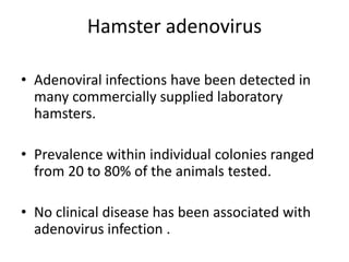 Stunning Parasite Infection In Hamsters image