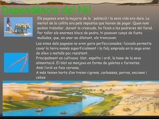 Dependència del Nil Els pagesos eren la majoria de la  població i la seva vida era dura. La meitat de la collita era pels impostos que havien de pagar. Quan nom podien treballar, durant la crescuda, ho feien a les pedreres del faraó .  Per tallar els enormes blocs de pedra, hi posaven cunys de fusta mullades, que, en anar-se dilatant,  els  trencaven.  Les eines dels pagesos no eren gaire perfeccionades: l’aixada permetia cavar la terra només superficialment i la falç emprada en la sega eren de sílex o metalls poc resistent. Principalment es cultivava  blat, espelta i ordi, la base de la seva alimentació.   El blat es menjava en forma de galetes o   farinetes. Amb l’ordi es feia cervesa. A   més tenien horts d’on treien cigrons, carbasses, porros, enciams i cebes 