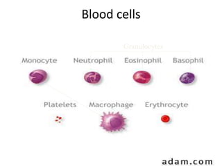 Blood cells
Granulocytes
 