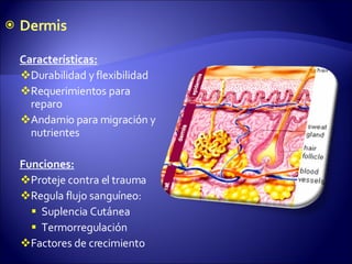 Dermis Características: Durabilidad y flexibilidad Requerimientos para reparo Andamio para migración y nutrientes Funciones: Proteje contra el trauma R egula flujo sanguíneo: Suplencia Cutánea Termorregulación Factores de crecimiento 